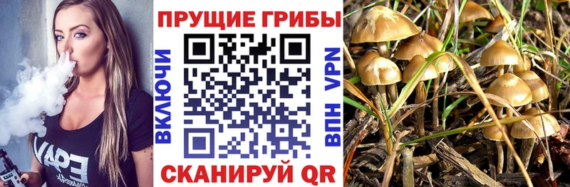 Купить где  Татарск  Псилоцибиновые грибы Magic Shrooms 
